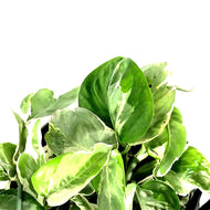 Pothos, 7.5in, Pearls & Jade - Floral Acres Greenhouse & Garden Centre
