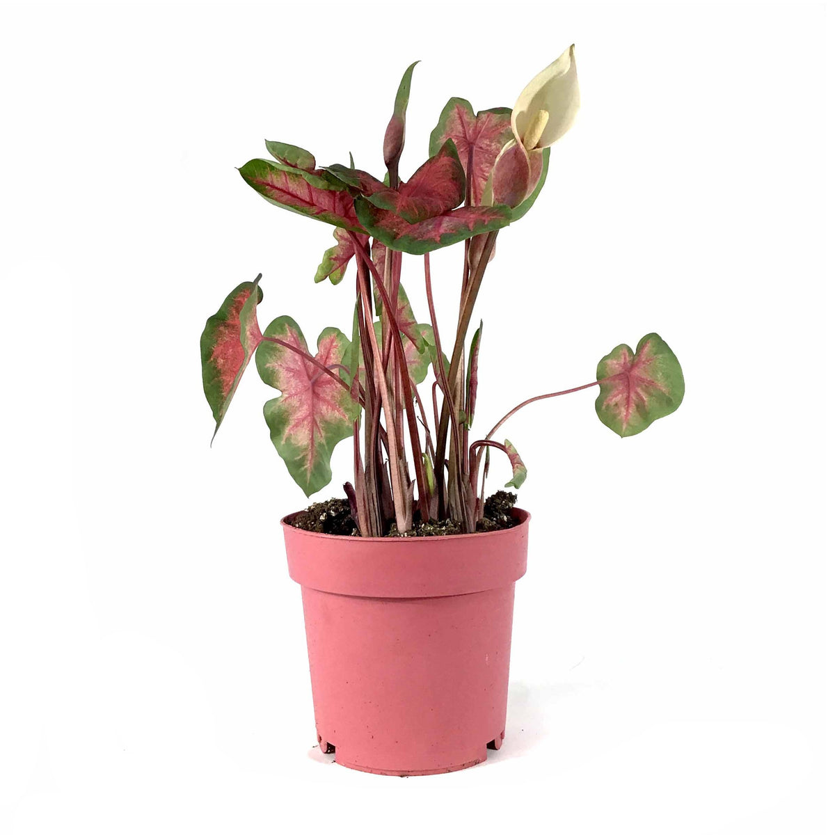 Caladium, 7.5in, Assorted Varieties - Floral Acres Greenhouse & Garden Centre