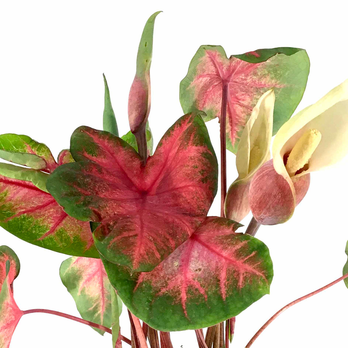 Caladium, 7.5in, Assorted Varieties - Floral Acres Greenhouse & Garden Centre
