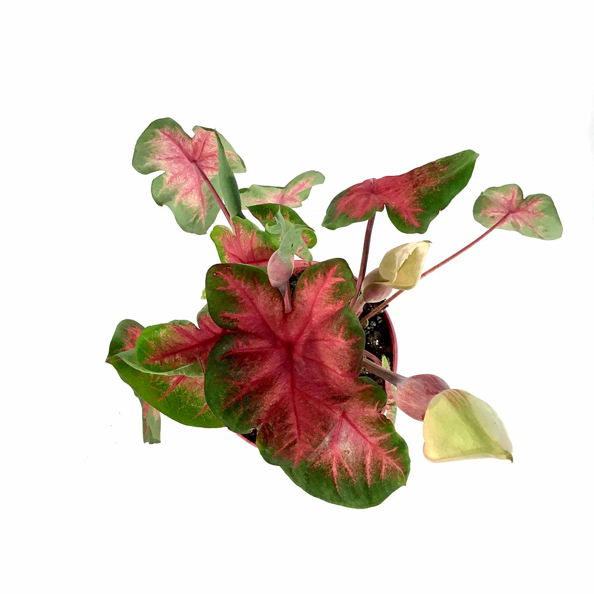 Caladium, 7.5in, Assorted Varieties - Floral Acres Greenhouse & Garden Centre