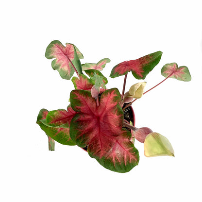 Caladium, 7.5in, Assorted Varieties - Floral Acres Greenhouse & Garden Centre