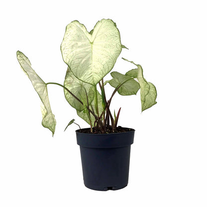 Caladium, 7.5in, Assorted Varieties - Floral Acres Greenhouse & Garden Centre