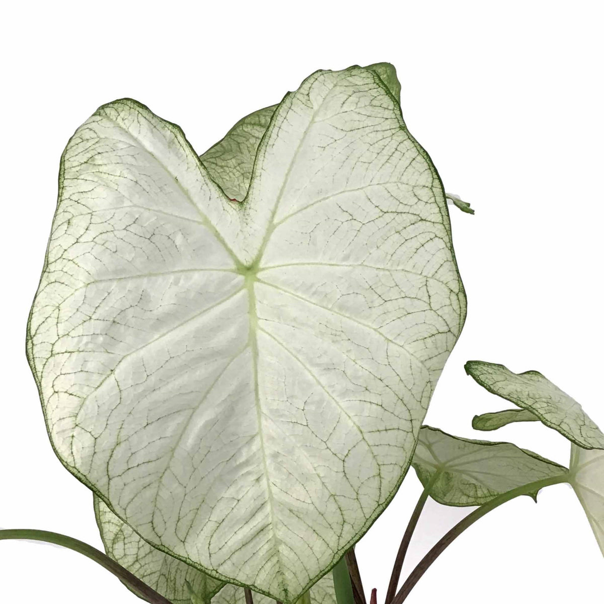Caladium, 7.5in, Assorted Varieties - Floral Acres Greenhouse & Garden Centre