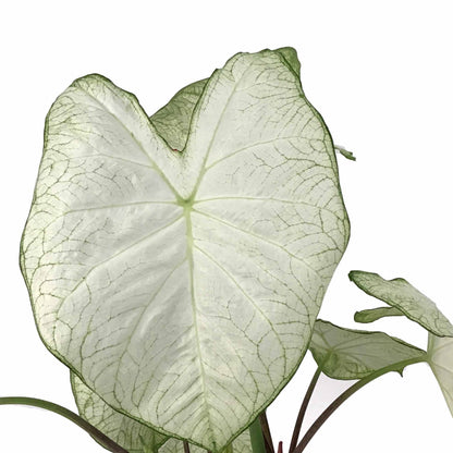 Caladium, 7.5in, Assorted Varieties - Floral Acres Greenhouse & Garden Centre
