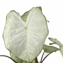 Load image into Gallery viewer, Caladium, 7.5in, Assorted Varieties - Floral Acres Greenhouse &amp; Garden Centre
