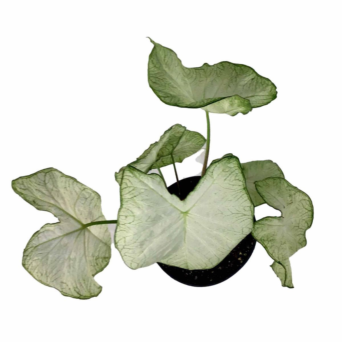 Caladium, 7.5in, Assorted Varieties - Floral Acres Greenhouse & Garden Centre