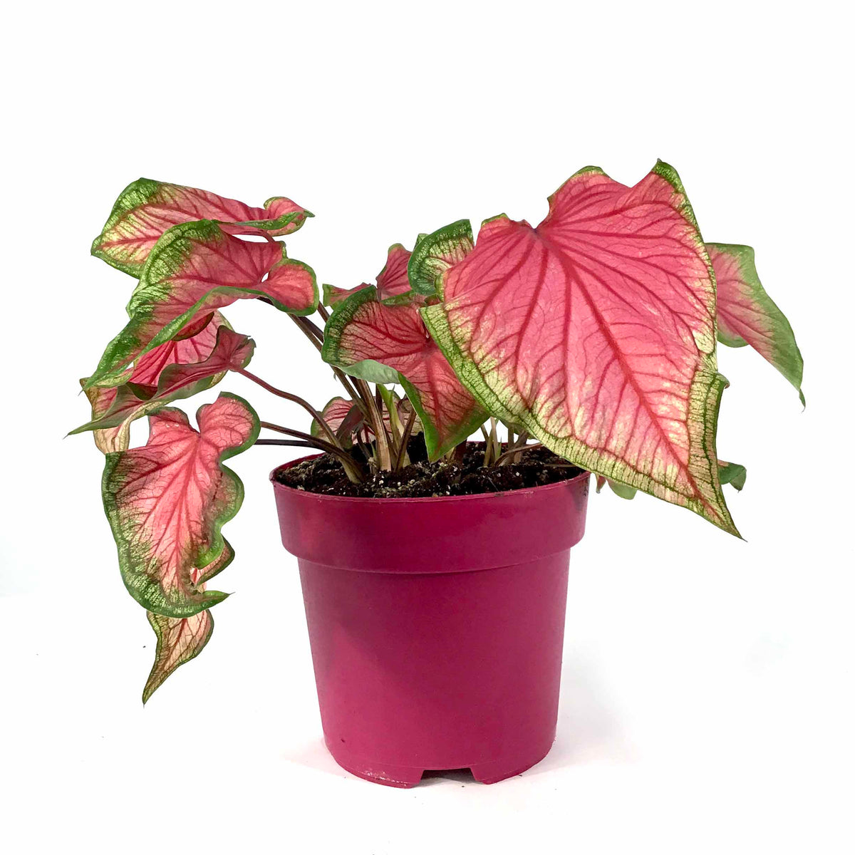 Caladium, 7.5in, Assorted Varieties - Floral Acres Greenhouse & Garden Centre