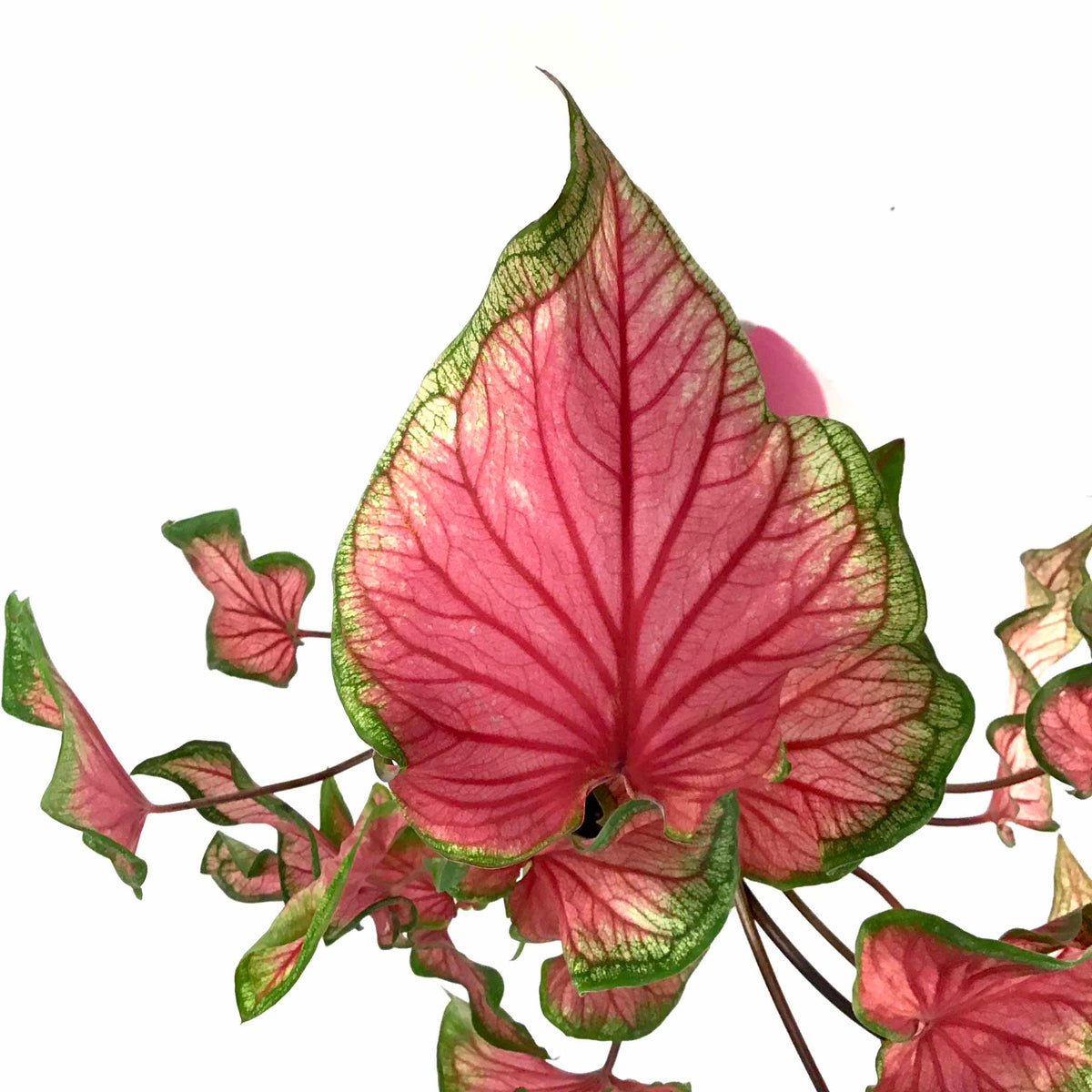 Caladium, 7.5in, Assorted Varieties - Floral Acres Greenhouse & Garden Centre