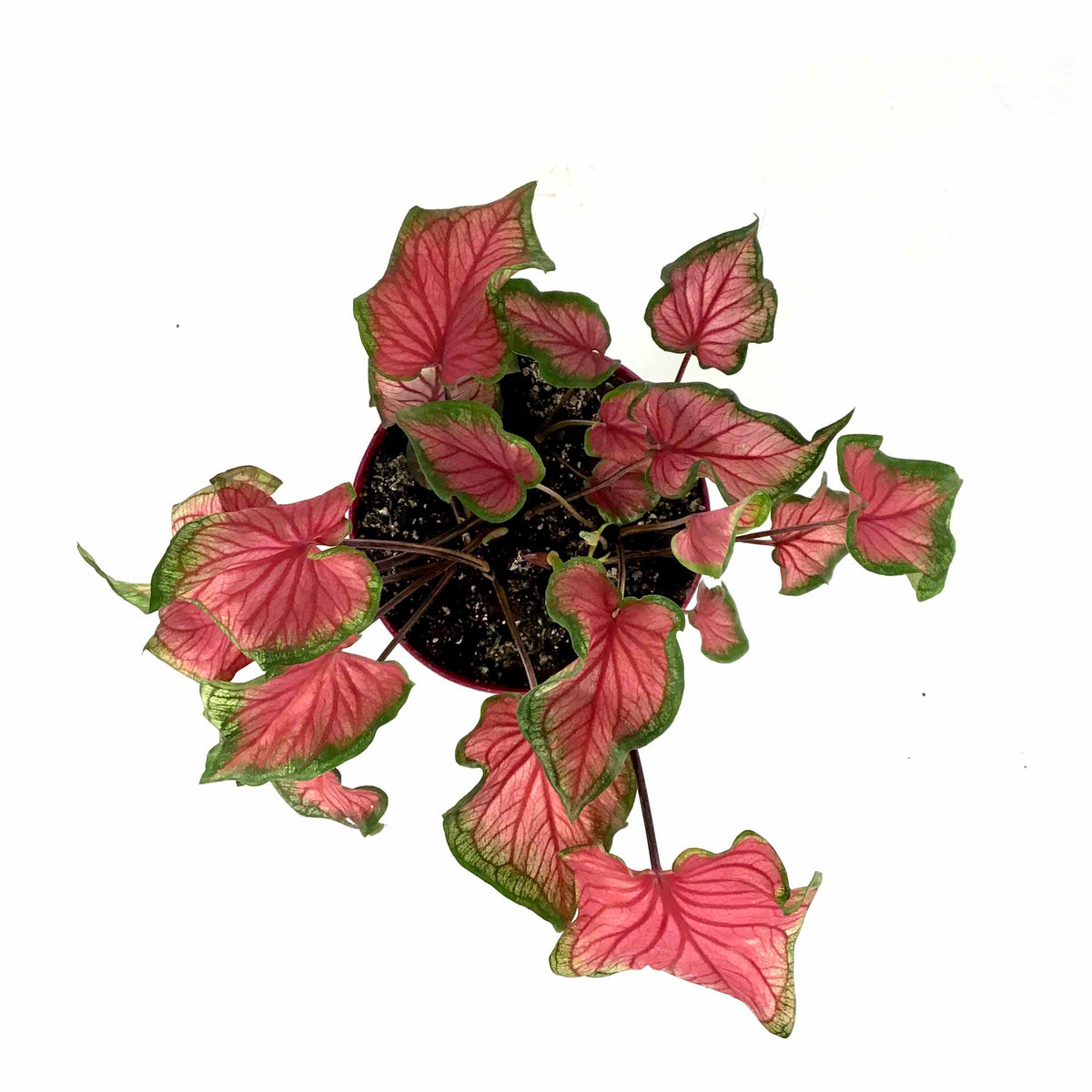 Caladium, 7.5in, Assorted Varieties - Floral Acres Greenhouse & Garden Centre
