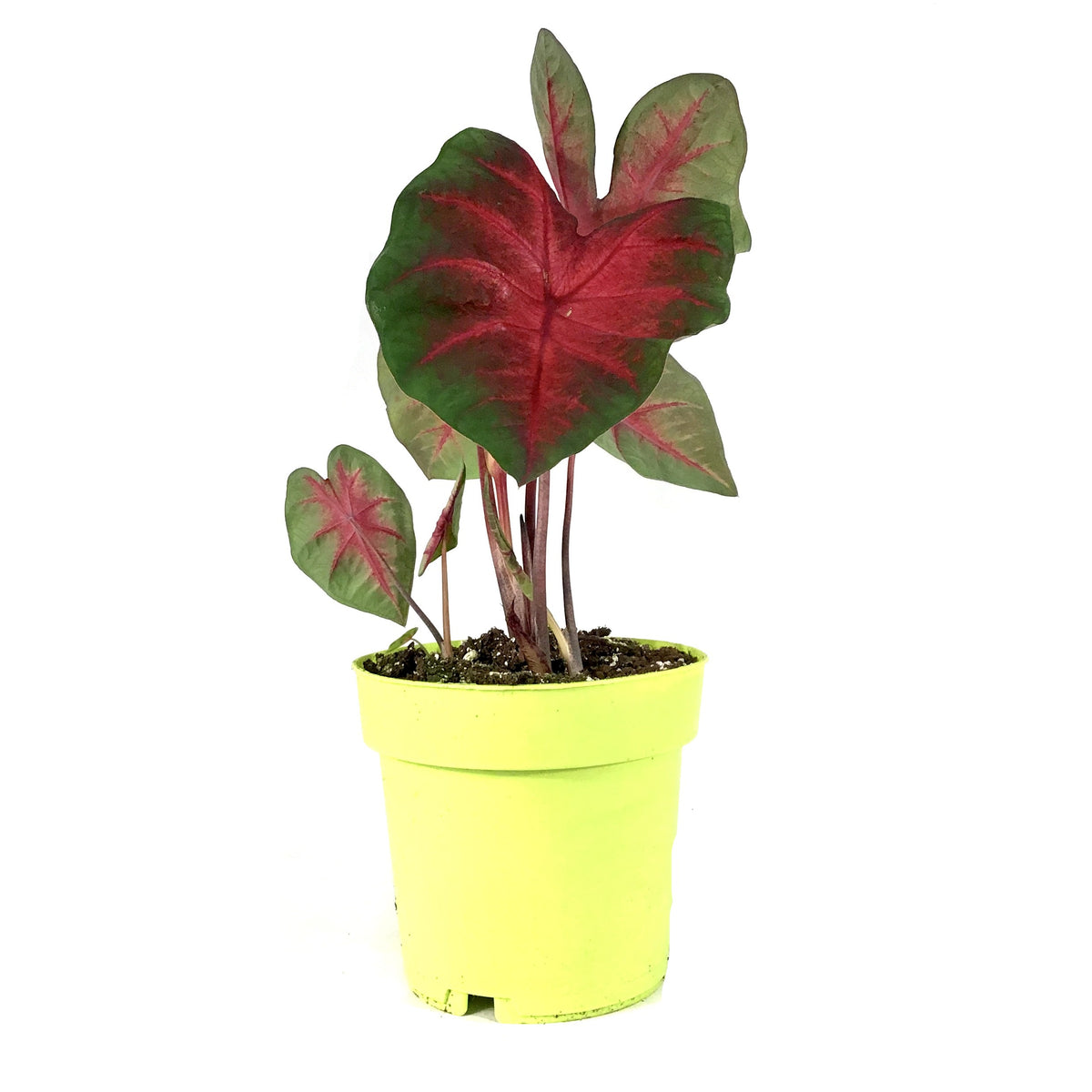 Caladium, 7.5in, Assorted Varieties - Floral Acres Greenhouse & Garden Centre
