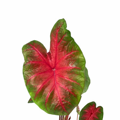 Caladium, 7.5in, Assorted Varieties - Floral Acres Greenhouse & Garden Centre