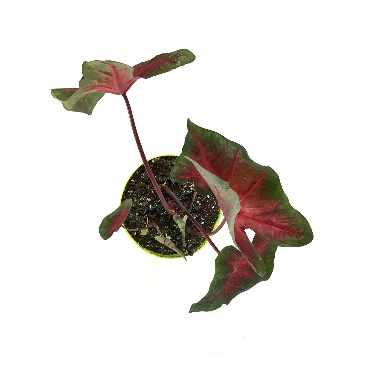Caladium, 7.5in, Assorted Varieties - Floral Acres Greenhouse & Garden Centre
