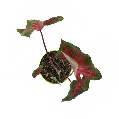 Caladium, 7.5in, Assorted Varieties - Floral Acres Greenhouse & Garden Centre