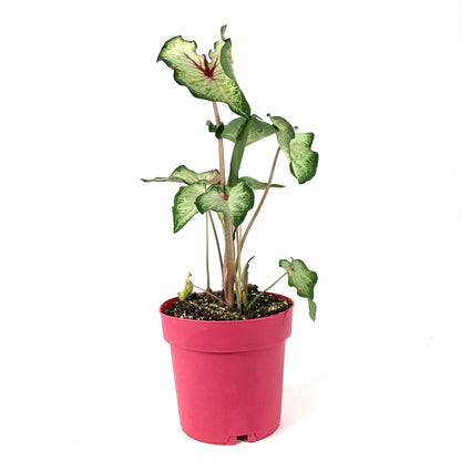 Caladium, 7.5in, Assorted Varieties - Floral Acres Greenhouse & Garden Centre