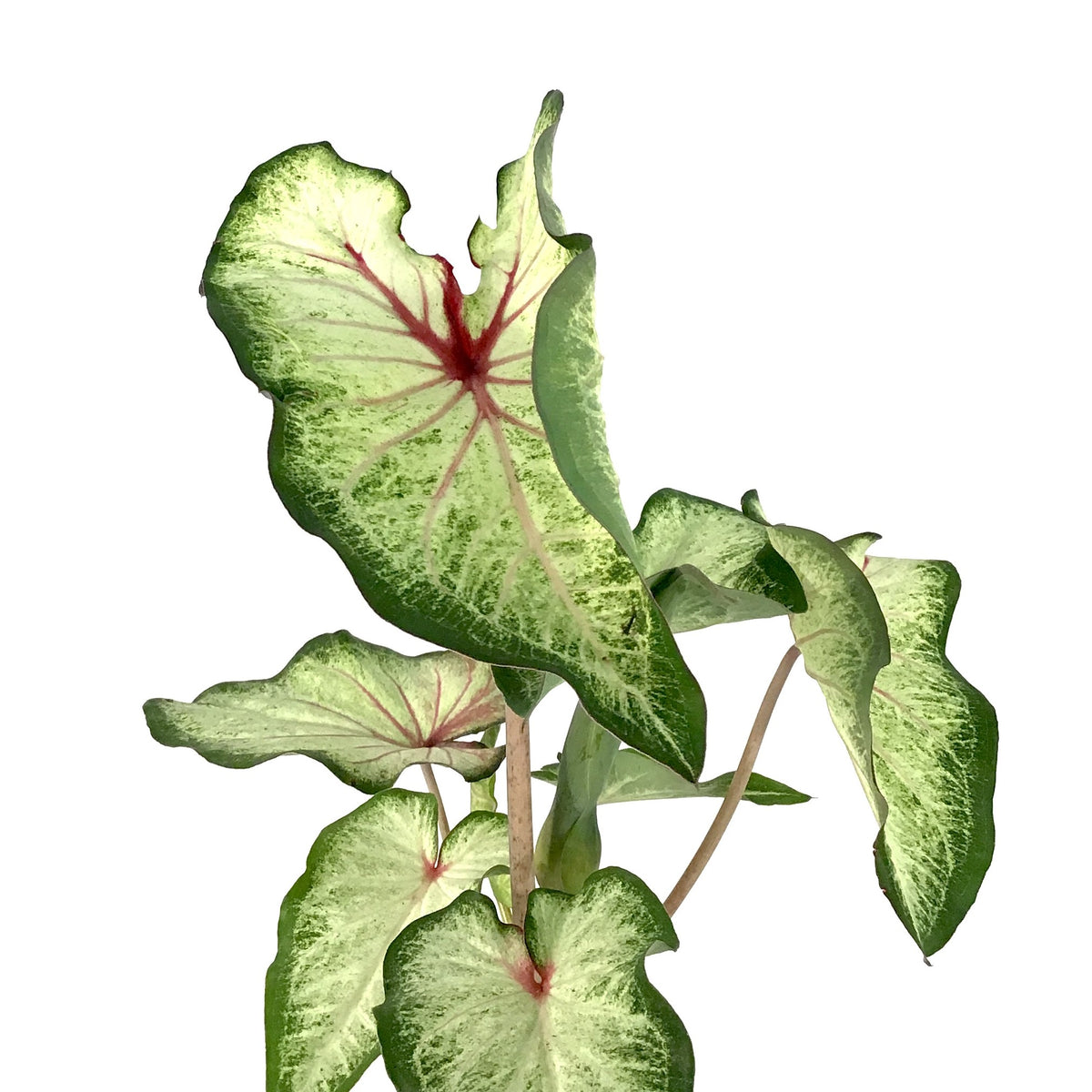 Caladium, 7.5in, Assorted Varieties - Floral Acres Greenhouse & Garden Centre