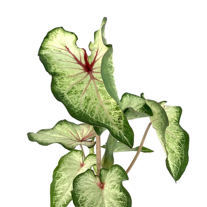 Caladium, 7.5in, Assorted Varieties - Floral Acres Greenhouse & Garden Centre