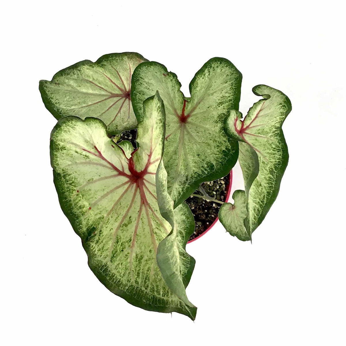 Caladium, 7.5in, Assorted Varieties - Floral Acres Greenhouse & Garden Centre