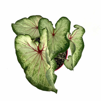 Caladium, 7.5in, Assorted Varieties - Floral Acres Greenhouse & Garden Centre