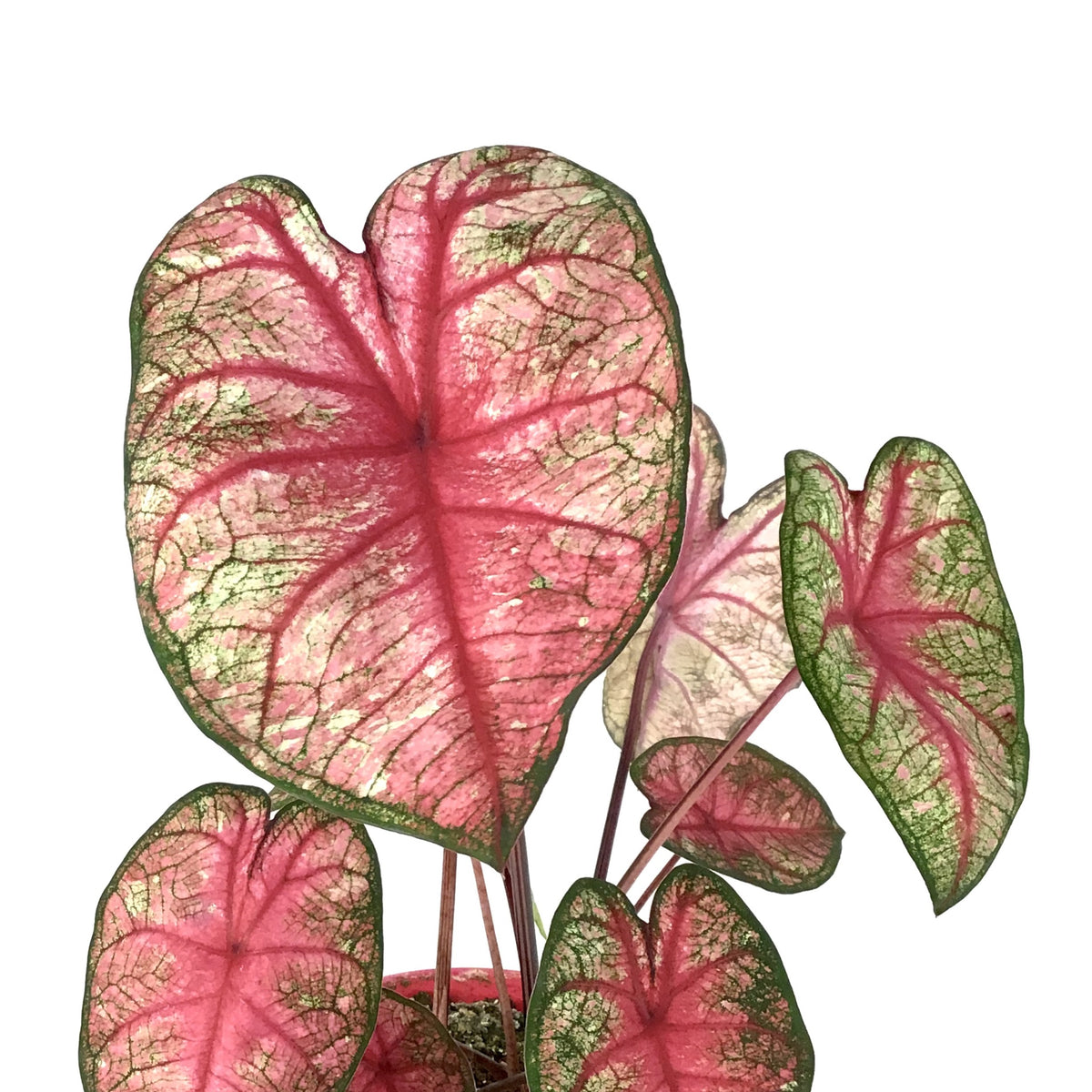 Caladium, 7.5in, Assorted Varieties - Floral Acres Greenhouse & Garden Centre