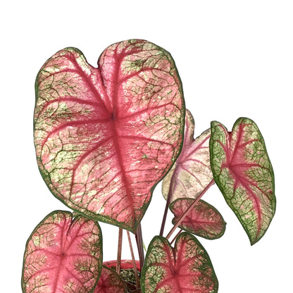 Caladium, 7.5in, Assorted Varieties - Floral Acres Greenhouse & Garden Centre