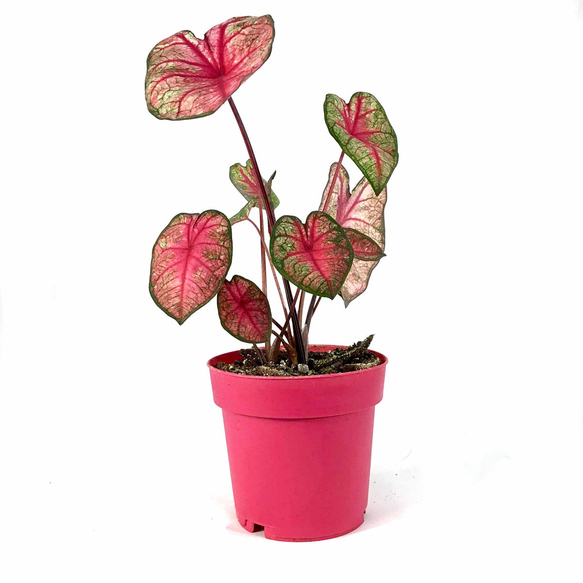 Caladium, 7.5in, Assorted Varieties - Floral Acres Greenhouse & Garden Centre