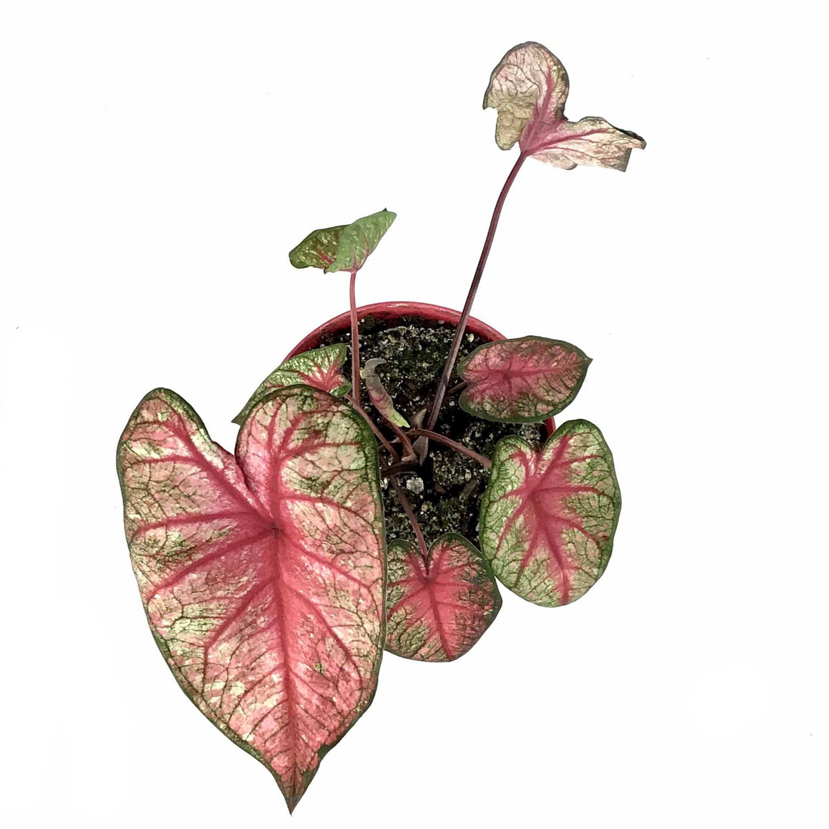 Caladium, 7.5in, Assorted Varieties - Floral Acres Greenhouse & Garden Centre