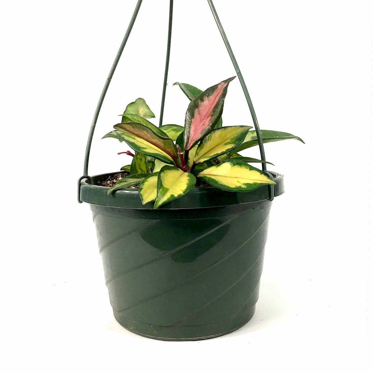 Hoya, 7.5in HB, Carnosa Krimson Princess - Floral Acres Greenhouse & Garden Centre