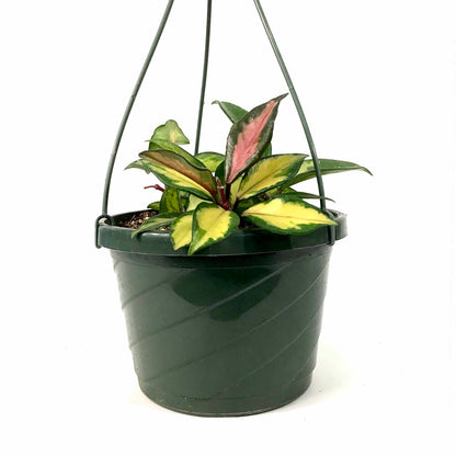 Hoya, 7.5in HB, Carnosa Krimson Princess - Floral Acres Greenhouse & Garden Centre