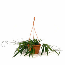 Load image into Gallery viewer, Hoya, 7.5in HB, Shepherdii - Floral Acres Greenhouse &amp; Garden Centre
