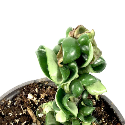 Hoya, 7.5in HB, Carnosa Compacta - Floral Acres Greenhouse & Garden Centre