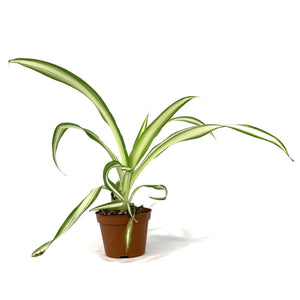 Spider Plant, 2.5in, Green Edge - Floral Acres Greenhouse & Garden Centre
