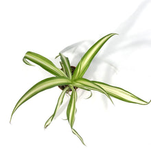Load image into Gallery viewer, Spider Plant, 2.5in, Green Edge - Floral Acres Greenhouse &amp; Garden Centre
