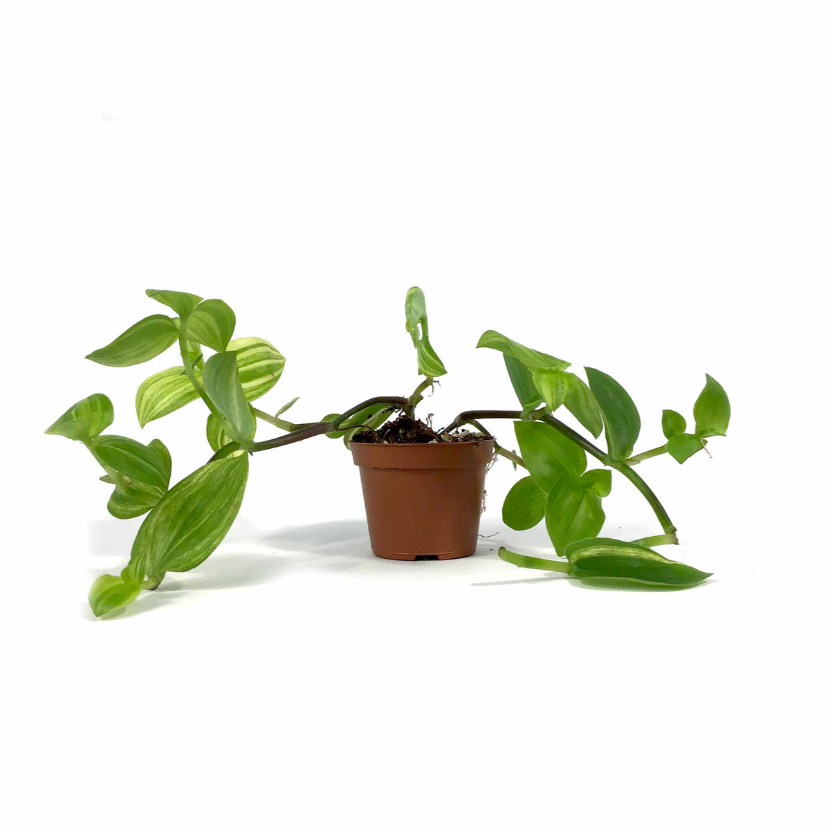 Tradescantia, 2.5in, Yellow - Floral Acres Greenhouse & Garden Centre