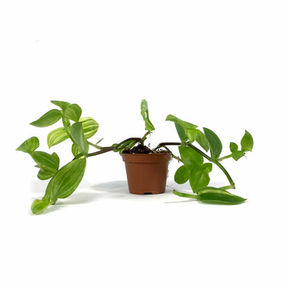 Tradescantia, 2.5in, Yellow - Floral Acres Greenhouse & Garden Centre