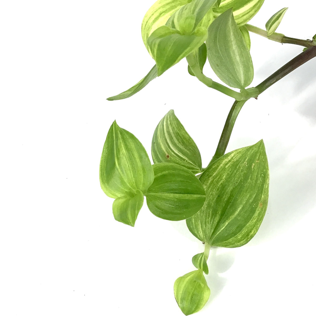 Tradescantia, 2.5in, Yellow - Floral Acres Greenhouse & Garden Centre