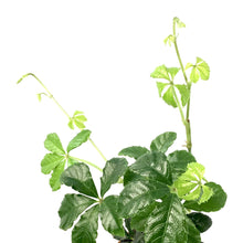 Load image into Gallery viewer, Sugar Vine, 2.5in, Parthenocissus Clusiifolia - Floral Acres Greenhouse &amp; Garden Centre
