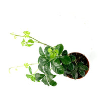 Load image into Gallery viewer, Sugar Vine, 2.5in, Parthenocissus Clusiifolia - Floral Acres Greenhouse &amp; Garden Centre
