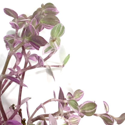 Callisia, 2.5in, Pink Lady - Floral Acres Greenhouse & Garden Centre