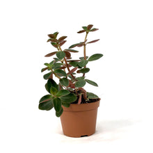 Load image into Gallery viewer, Peperomia, 2.5in, Verticillata Red Log - Floral Acres Greenhouse &amp; Garden Centre
