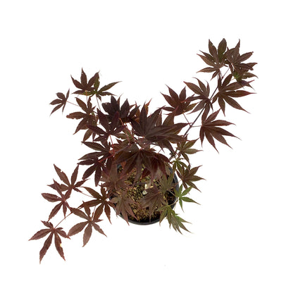 Japanese Maple, 6in, Upright, Assorted Varieties - Floral Acres Greenhouse & Garden Centre