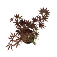 Load image into Gallery viewer, Japanese Maple, 6in, Upright, Assorted Varieties - Floral Acres Greenhouse &amp; Garden Centre
