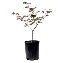 Load image into Gallery viewer, Japanese Maple, 6in, Upright, Assorted Varieties - Floral Acres Greenhouse &amp; Garden Centre
