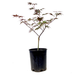 Japanese Maple, 6in, Upright, Assorted Varieties - Floral Acres Greenhouse & Garden Centre