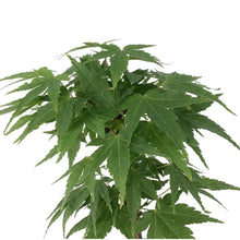 Load image into Gallery viewer, Japanese Maple, 6in, Upright, Assorted Varieties - Floral Acres Greenhouse &amp; Garden Centre
