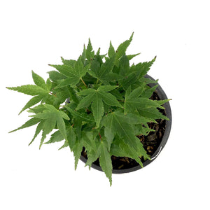 Japanese Maple, 6in, Upright, Assorted Varieties - Floral Acres Greenhouse & Garden Centre