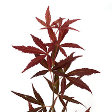 Load image into Gallery viewer, Japanese Maple, 6in, Upright, Assorted Varieties - Floral Acres Greenhouse &amp; Garden Centre
