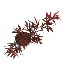 Load image into Gallery viewer, Japanese Maple, 6in, Upright, Assorted Varieties - Floral Acres Greenhouse &amp; Garden Centre
