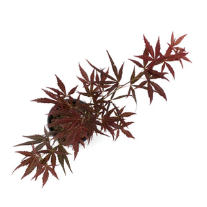 Japanese Maple, 6in, Upright, Assorted Varieties - Floral Acres Greenhouse & Garden Centre