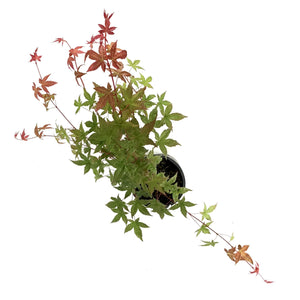 Japanese Maple, 6in, Upright, Assorted Varieties - Floral Acres Greenhouse & Garden Centre