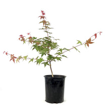 Load image into Gallery viewer, Japanese Maple, 6in, Upright, Assorted Varieties - Floral Acres Greenhouse &amp; Garden Centre
